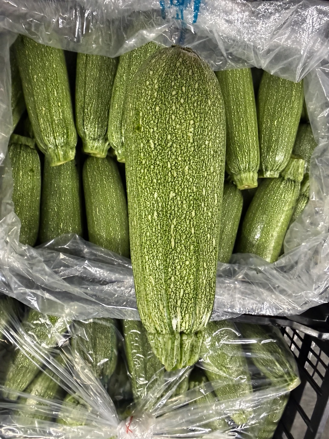 Close-up of one grey squash above a packed crate