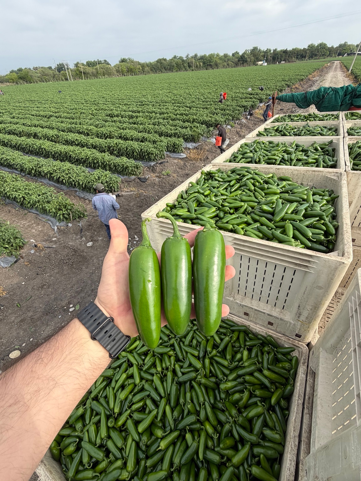 Fresh jalapeños and filled produce crates beside rows of pepper plants