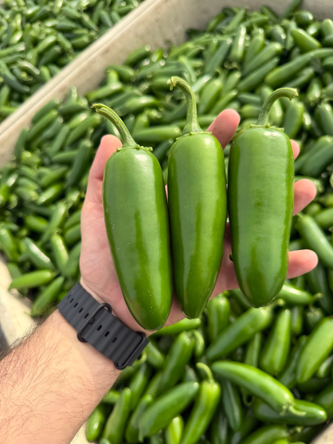 Three fresh jalapeño peppers held above a crate of peppers