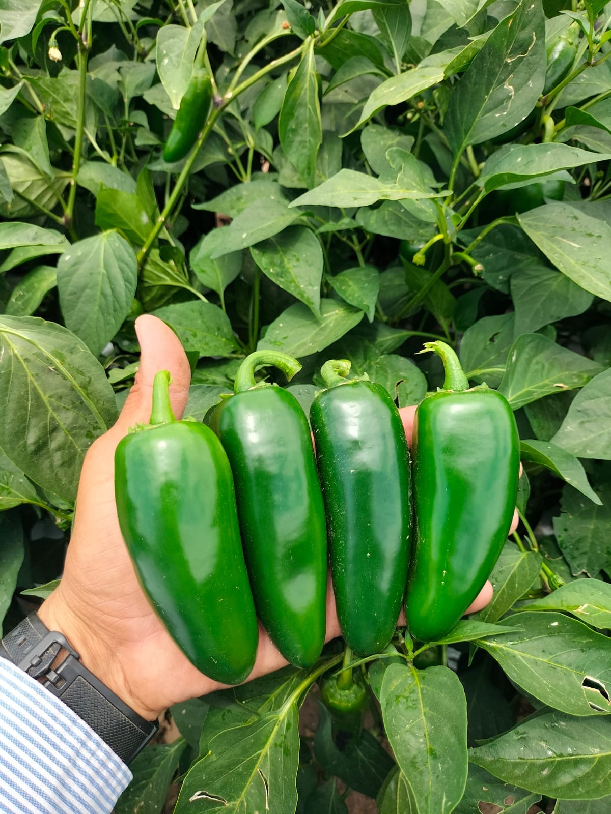 Fresh jalapeño peppers held beside pepper plants in the field
