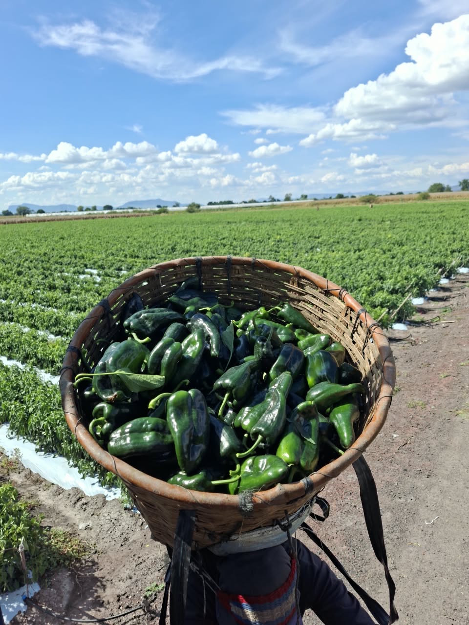 A woven basket of fresh poblano peppers with a green field and blue sky behind it